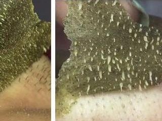 Máscara de Teia Verde® - LAURA ROBERG